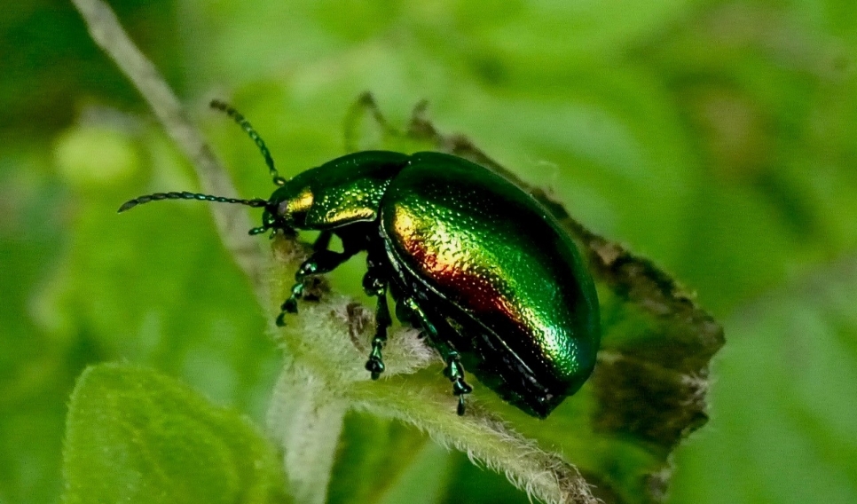 Tansy beetle adult Andy Brown1 - scr.jpg